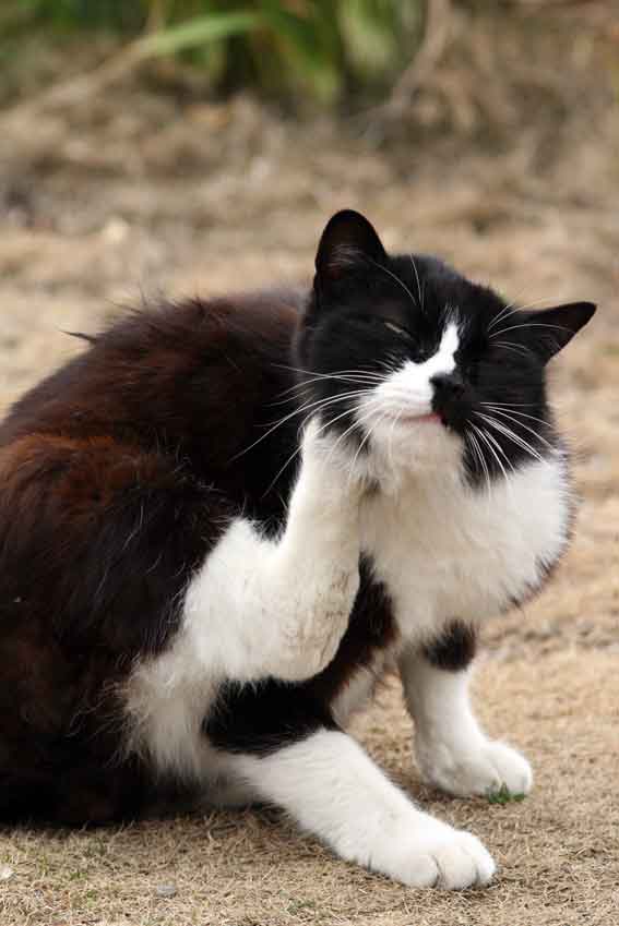 我が家のニャンコ♪2/23-3