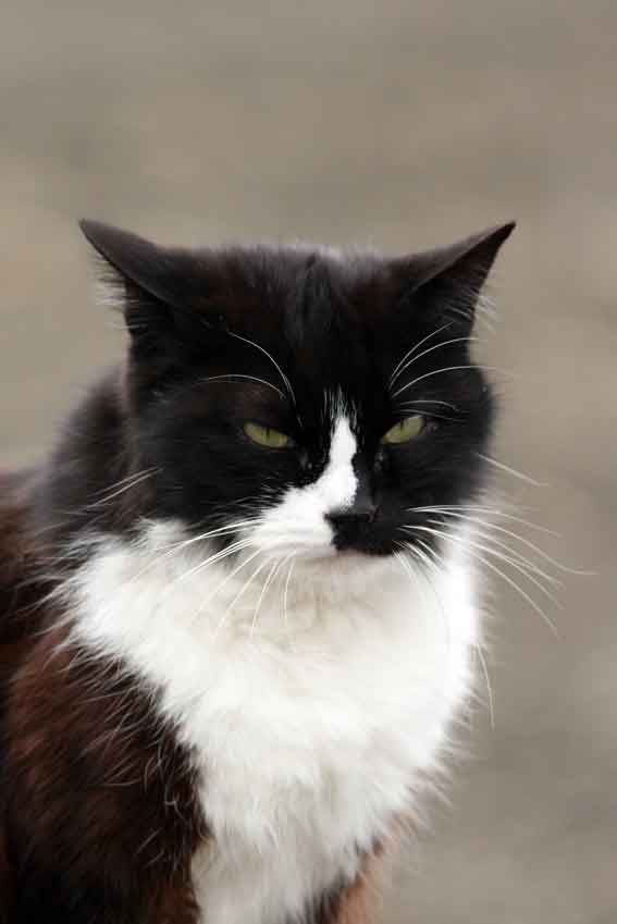 我が家のニャンコ♪2/23-4