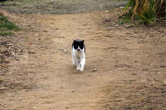 我が家のニャンコ♪2/21-2