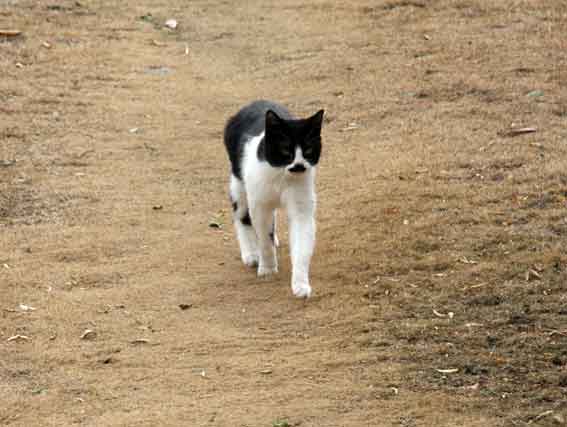 我が家のニャンコ♪2/21-3