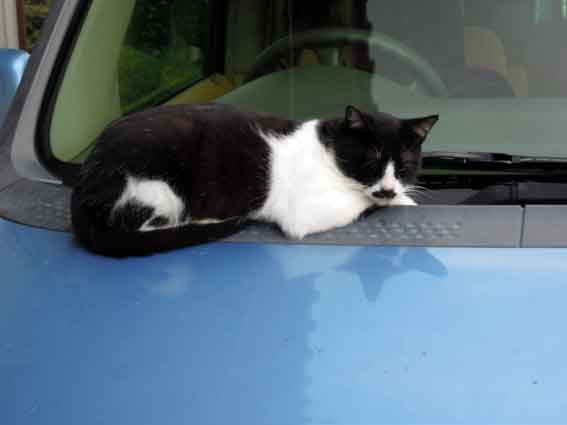 我が家のニャンコ♪10/27-2