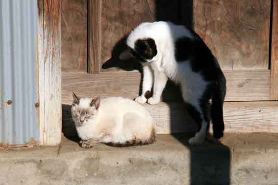 我が家のニャンコ♪4/22-2