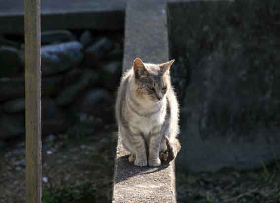 我が家のニャンコ♪12/23-2