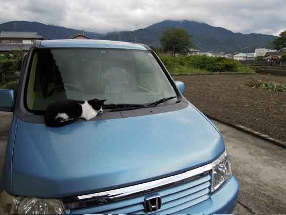 我が家のニャンコ♪10/27-3