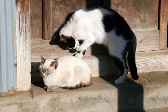 我が家のニャンコ♪2/22-3