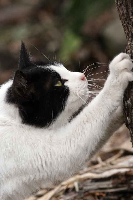 我が家のニャンコ♪2/24-2