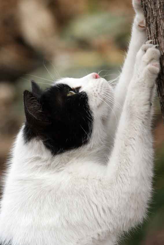 我が家のニャンコ♪2/24-3