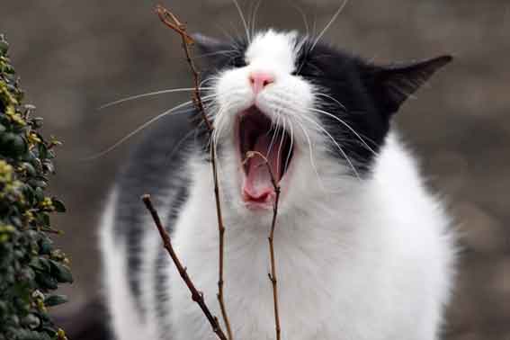 我が家のニャンコ♪2/24-4