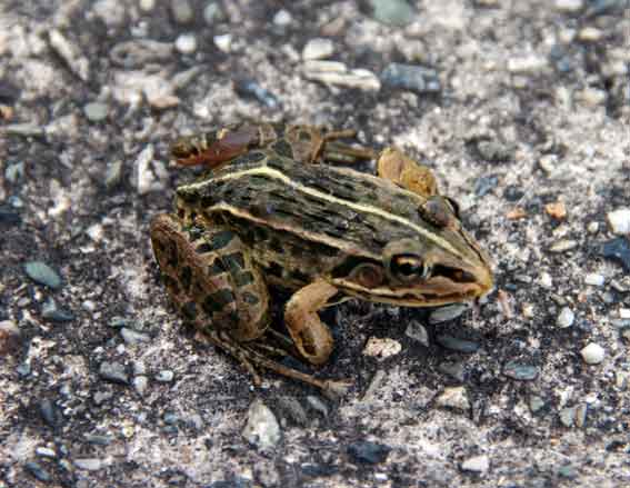 トノサマガエル♪