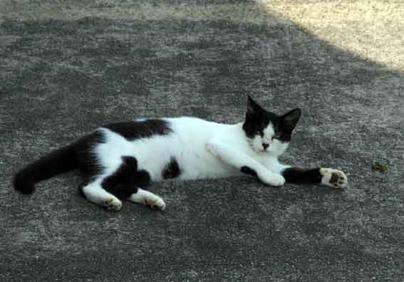 我が家のニャンコ♪7/29-2