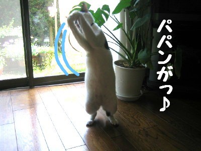 もじゃいこ踊り06.jpg