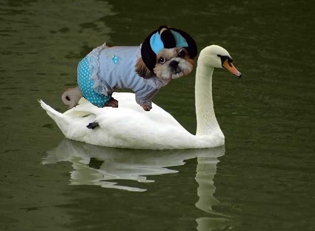 白鳥さんなの？？