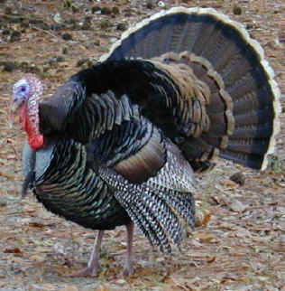 wild_turkey.jpg