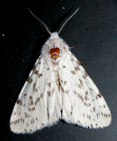 Fall webworm moth 2.jpg