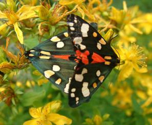 Scarlet Tiger Moths,.jpg
