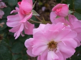 IMGP4222.jpg
