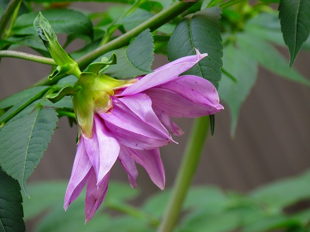 皇帝ダリアに花一輪3