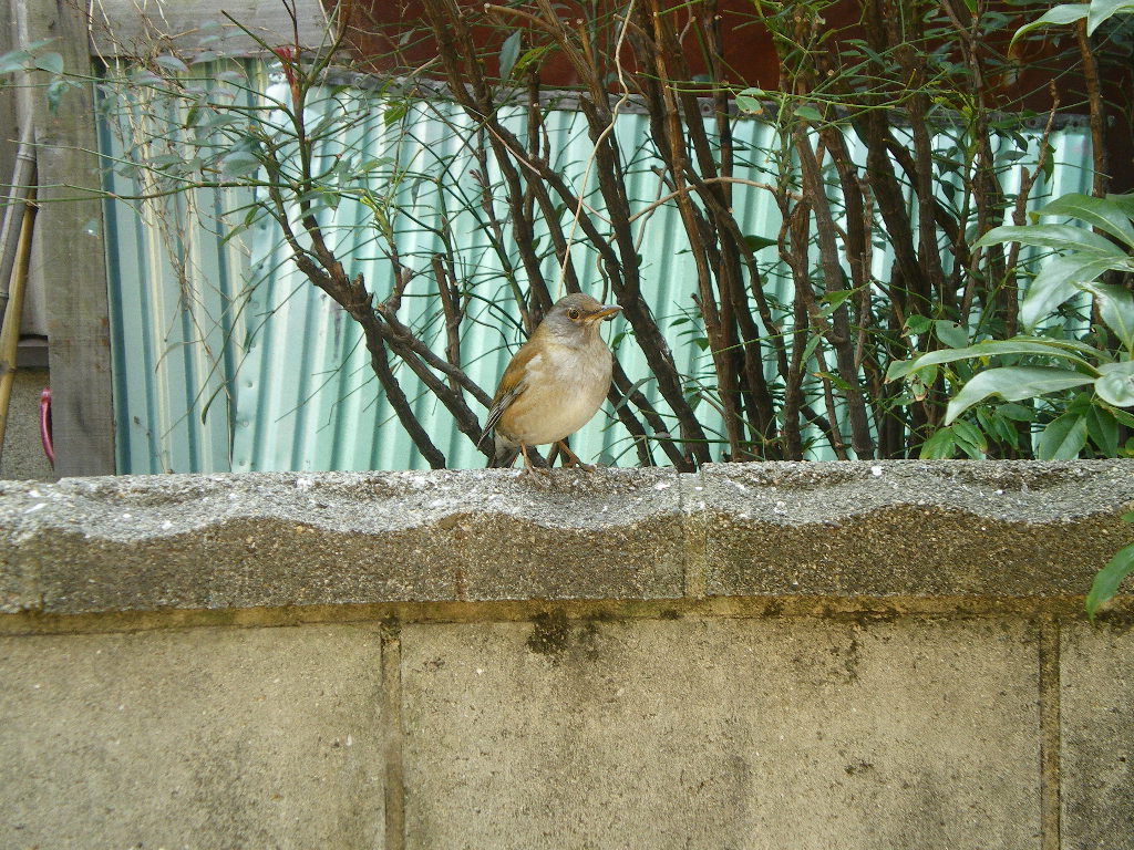 白原さん