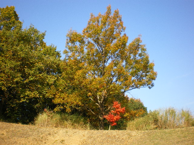 紅葉