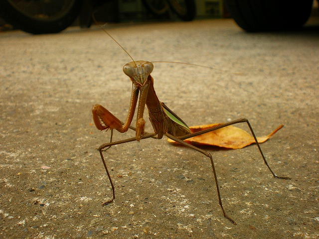 カマキリ1