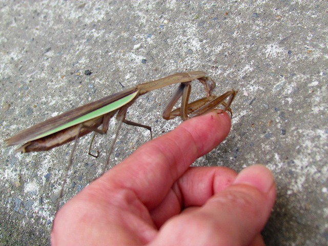 カマキリ2