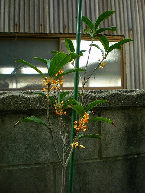 キンモクセイの花