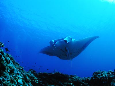 今日のマンタ１