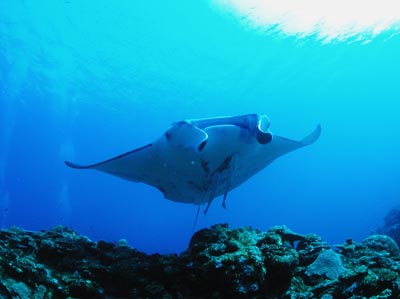 今日のマンタ２