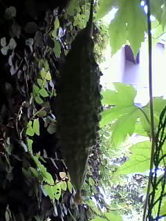 ゴーヤの実が成ったよ