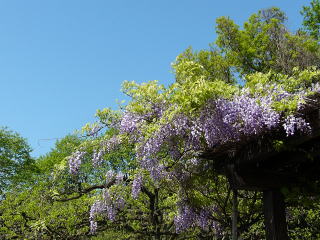 山野辺ふじ