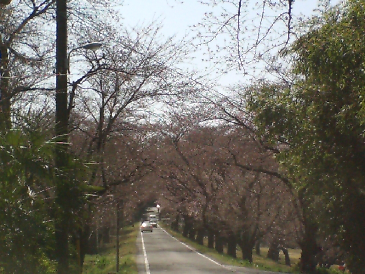 sakura