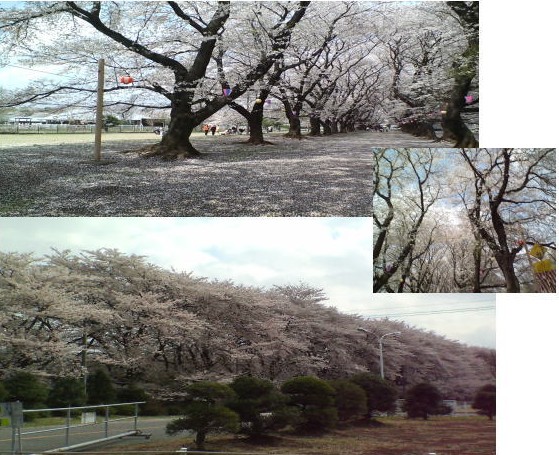 桜づくし