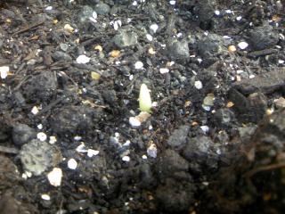 08.10.03 にんにく2