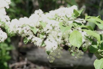 姫木の花 白い綿毛の様にみえますね サワフタギの花ですよ 信州スローライフ 山ぶどう栽培 山ぶどう園 ａｕｄｒｅｙ ｆａｒｍ 楽天ブログ