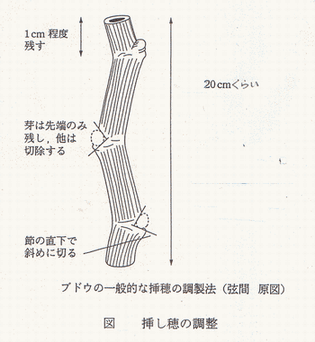 葡萄の挿し穂.gif