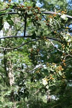 ツルウメモドキって花材として都会では高いんですって 採取時期が分からなくて 信州スローライフ 山ぶどう栽培 山ぶどう園 ａｕｄｒｅｙ ｆａｒｍ 楽天ブログ