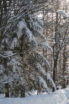 雪景色自宅より.jpg