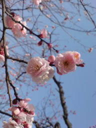 11-02-26 梅のお花見　ピンク