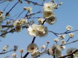 11-02-26 梅のお花見　白