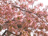 郵政簡保の桜３.jpg