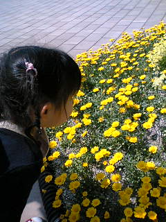 黄花見物06-05-04_14-10.jpg