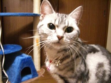 似合いましゅか？