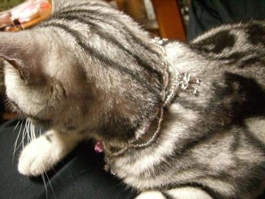 ネックレス後ろから～