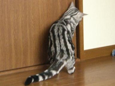 カリカリカリ。