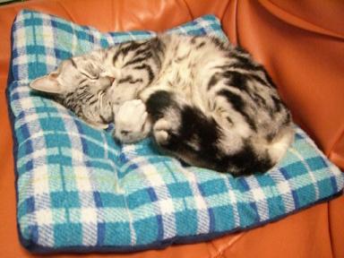 ふかふか座布団の上で