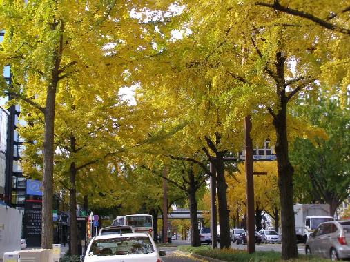 イチョウ並木