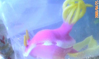 20080425190907.jpg