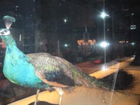 2008.12.17 VELOURS 01