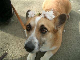 Cocoa&sakura 1_20080405