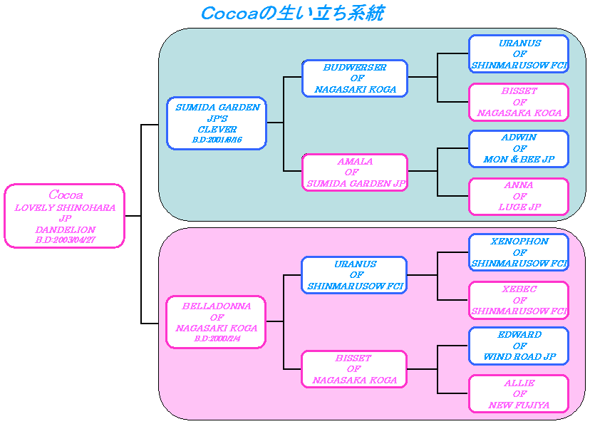 Cocoa系統図